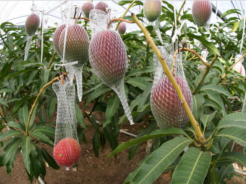 du-hoc-nhat-ban-esuhai-kaizen-1