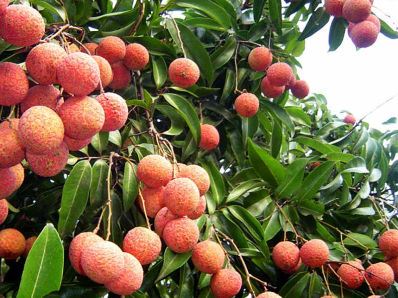 thuc-tap-sinh-nhat-ban-esuhai-kaizen