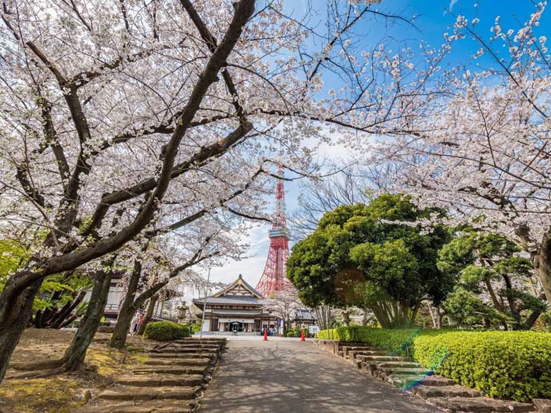 nhung-dia-diem-ly-tuong-ngam-hoa-anh-dao-tokyo