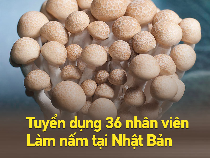 xuat-khau-lao-dong-nhat-ban-esuhai-viec-lam-tieng-nhat