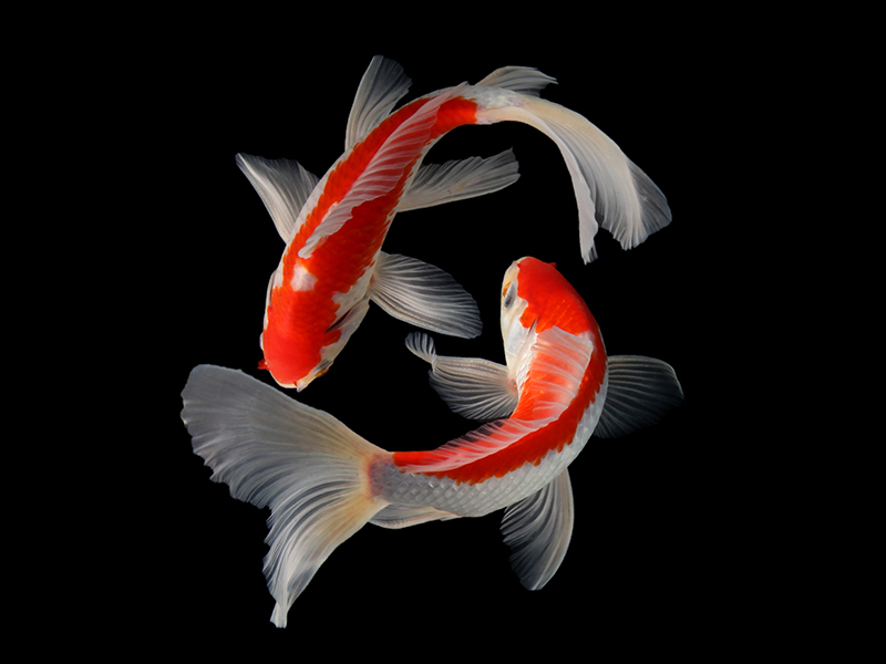 van-hoa-nhat-ban-esuhai-kaizen-ca-koi