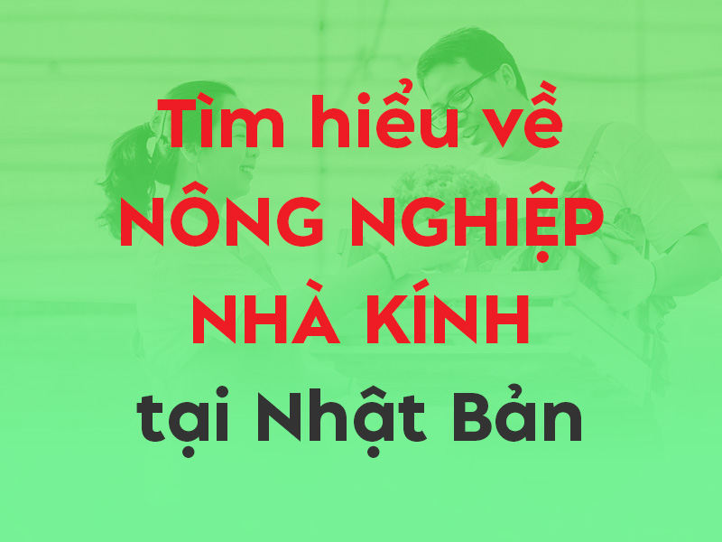 Nông nghiệp nhà kính tại Nhật Bản: Việc nhẹ lương cao, có thật không?